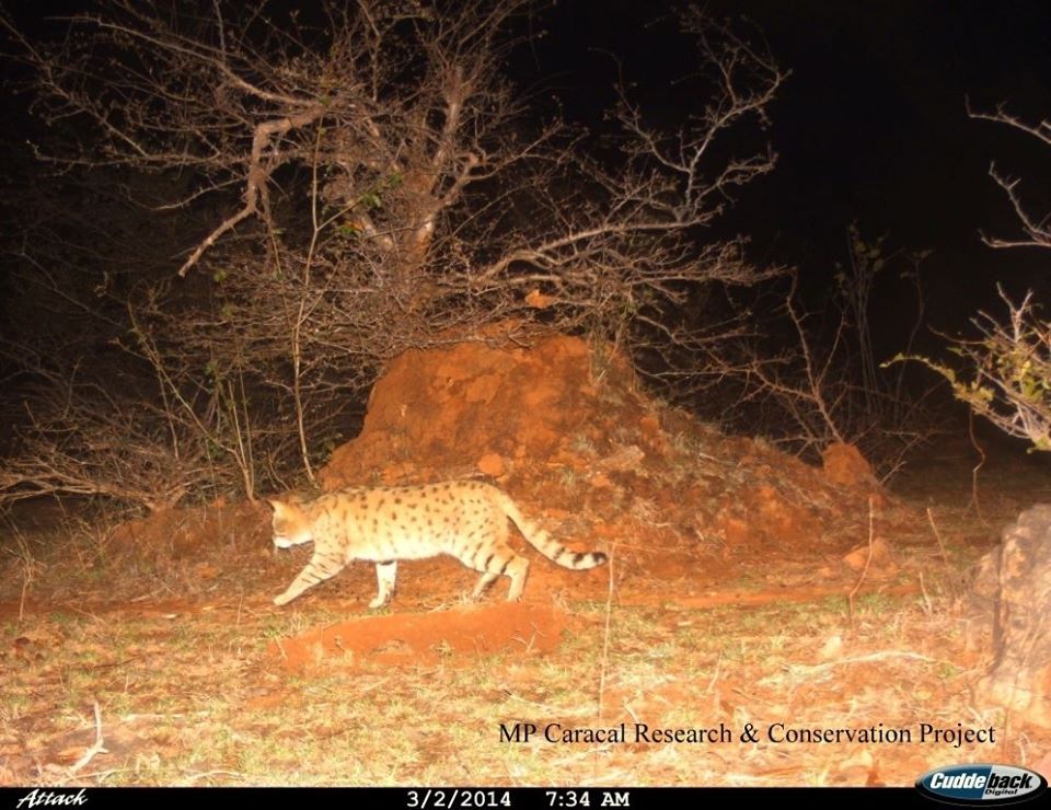 Asiatic-Wild-Cat