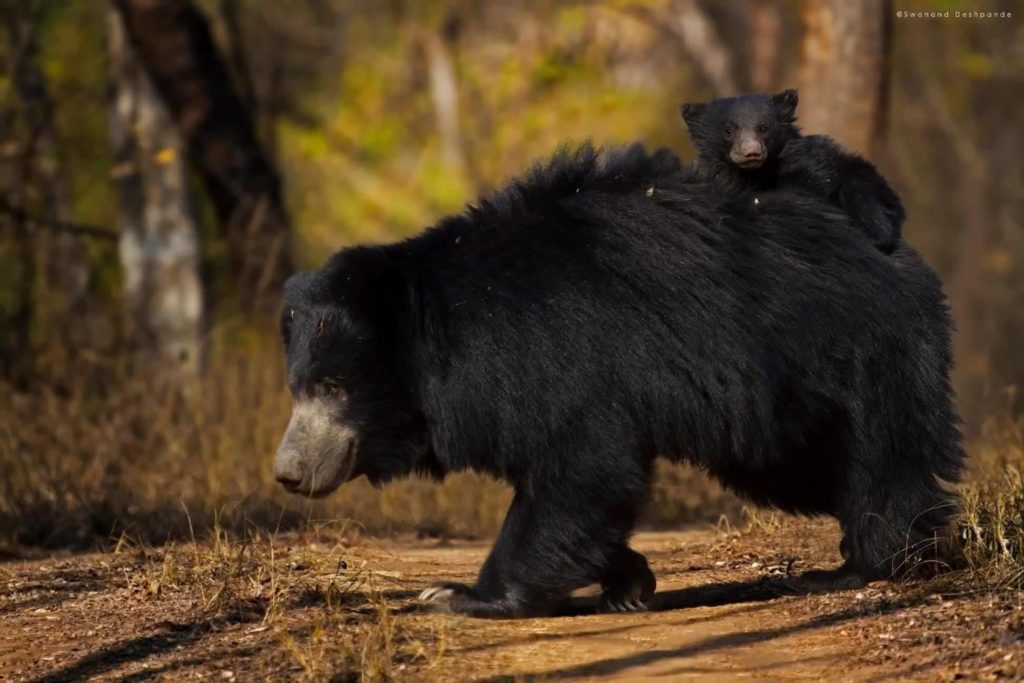 Sloth-Bear