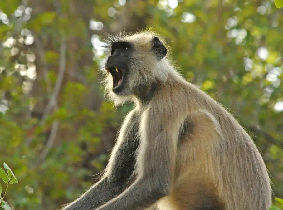 indian langur