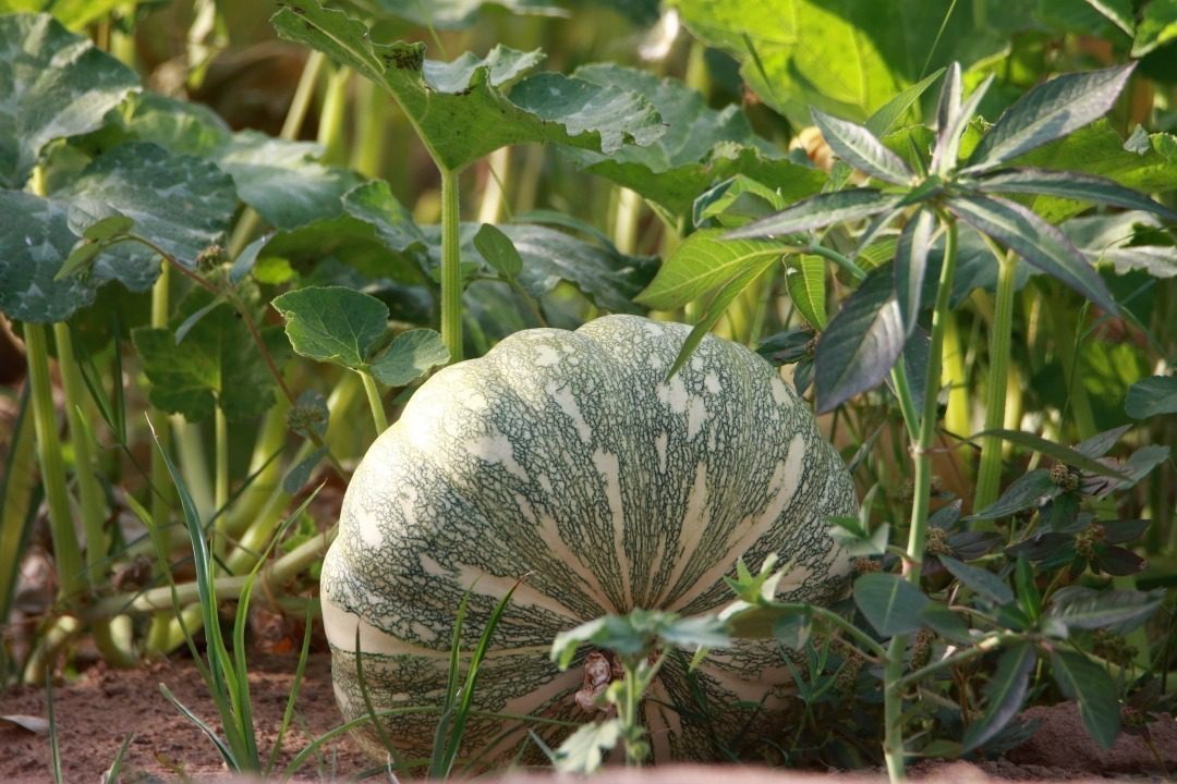 Pumpkin-Farm-to-Table