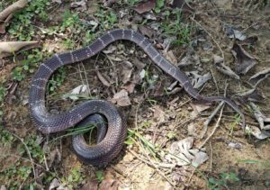 common-indian-krait