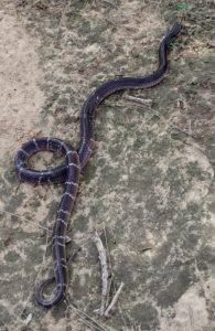 common-krait