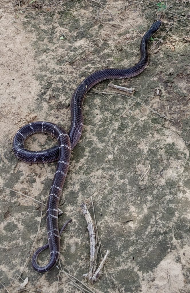 Snakes In India Snakes Of India