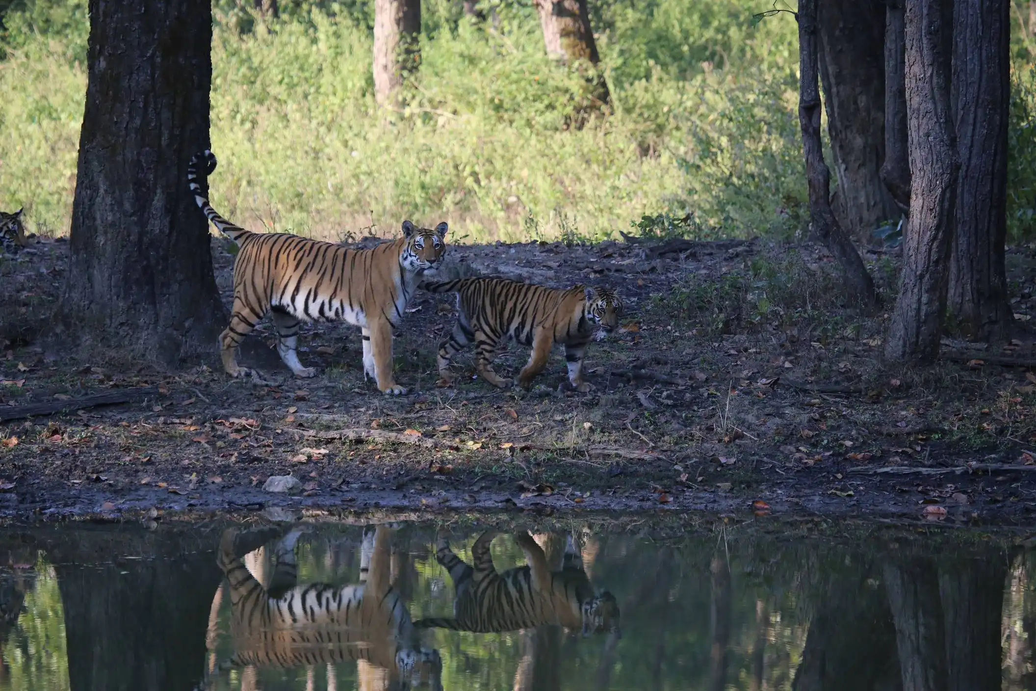 Tigers in Kanha