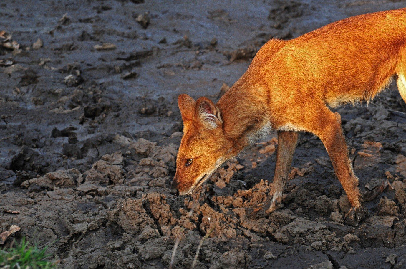 Wild -Dogs-In-India