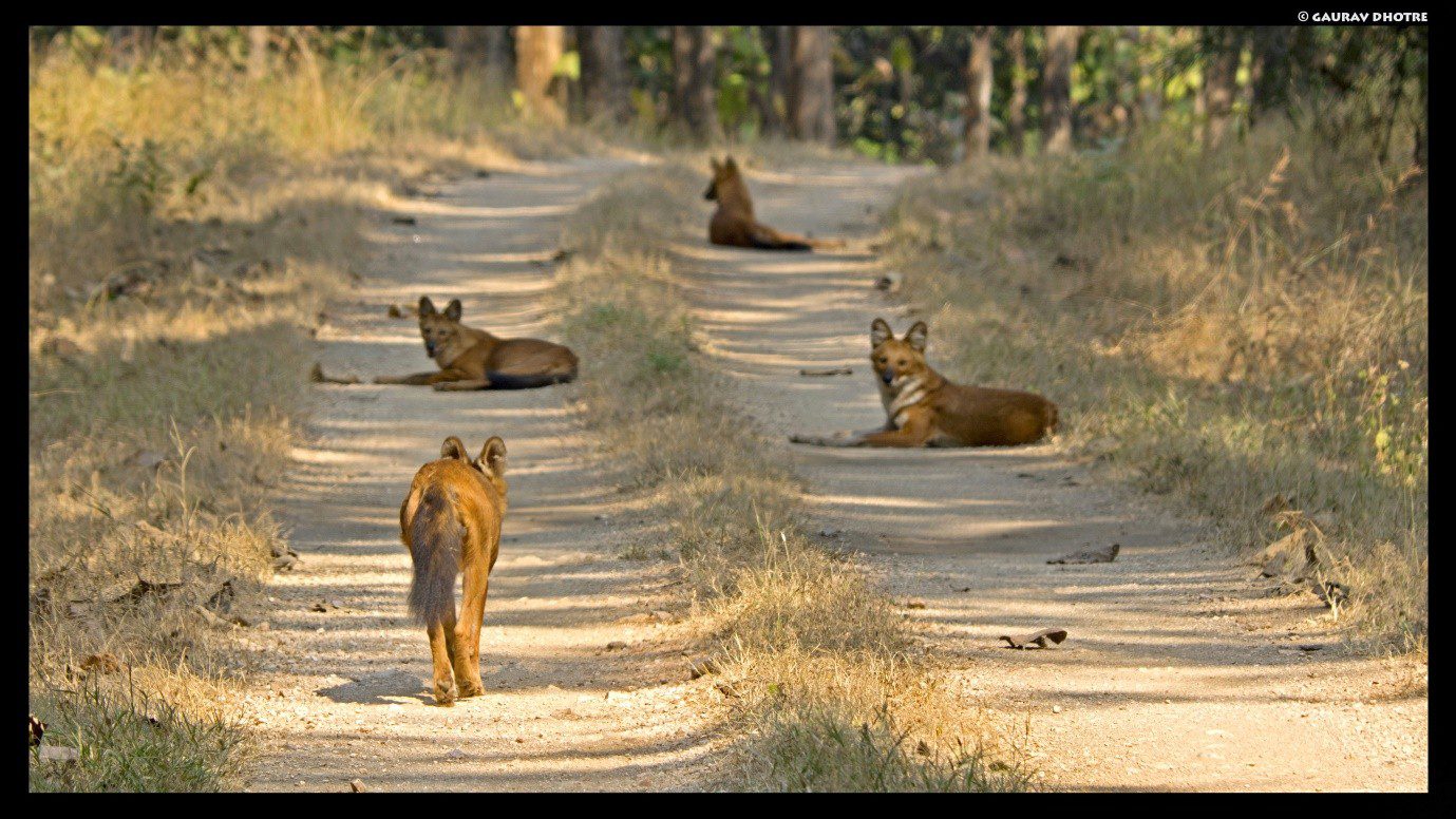 Wild-Dogs-In-India