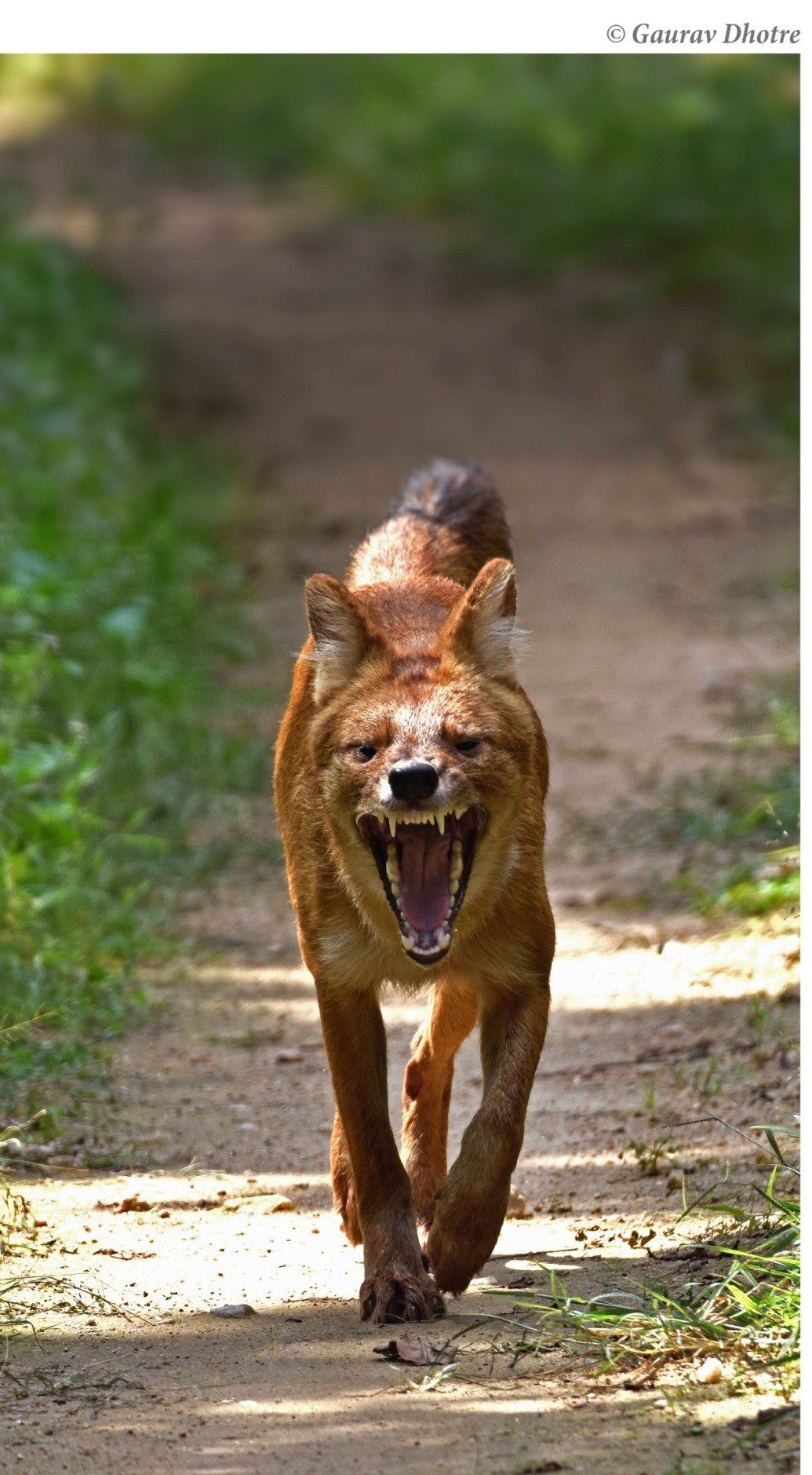 Dholes-in-india