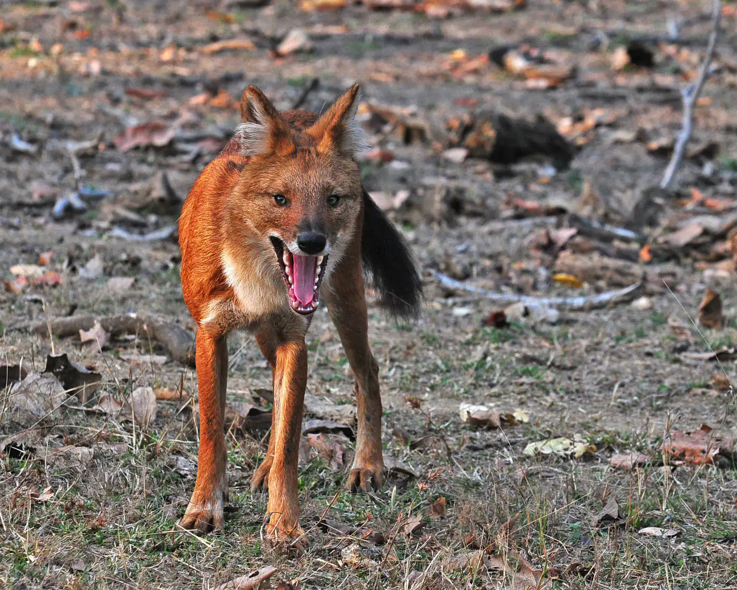 Dholes- in -india