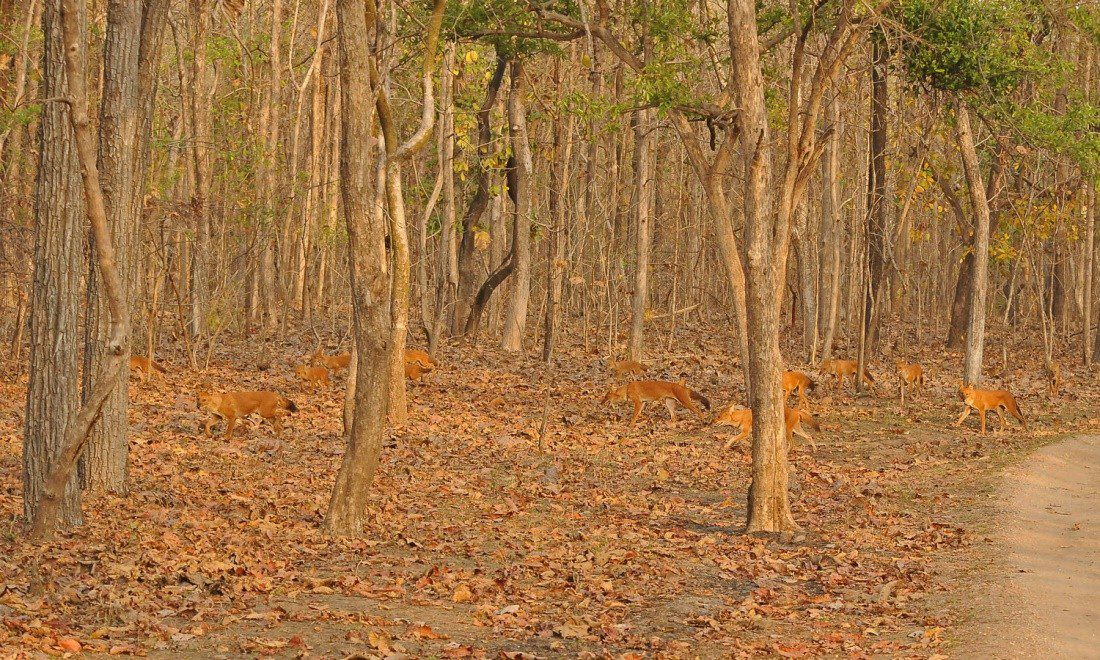 Wild-dogs-in-Central-India