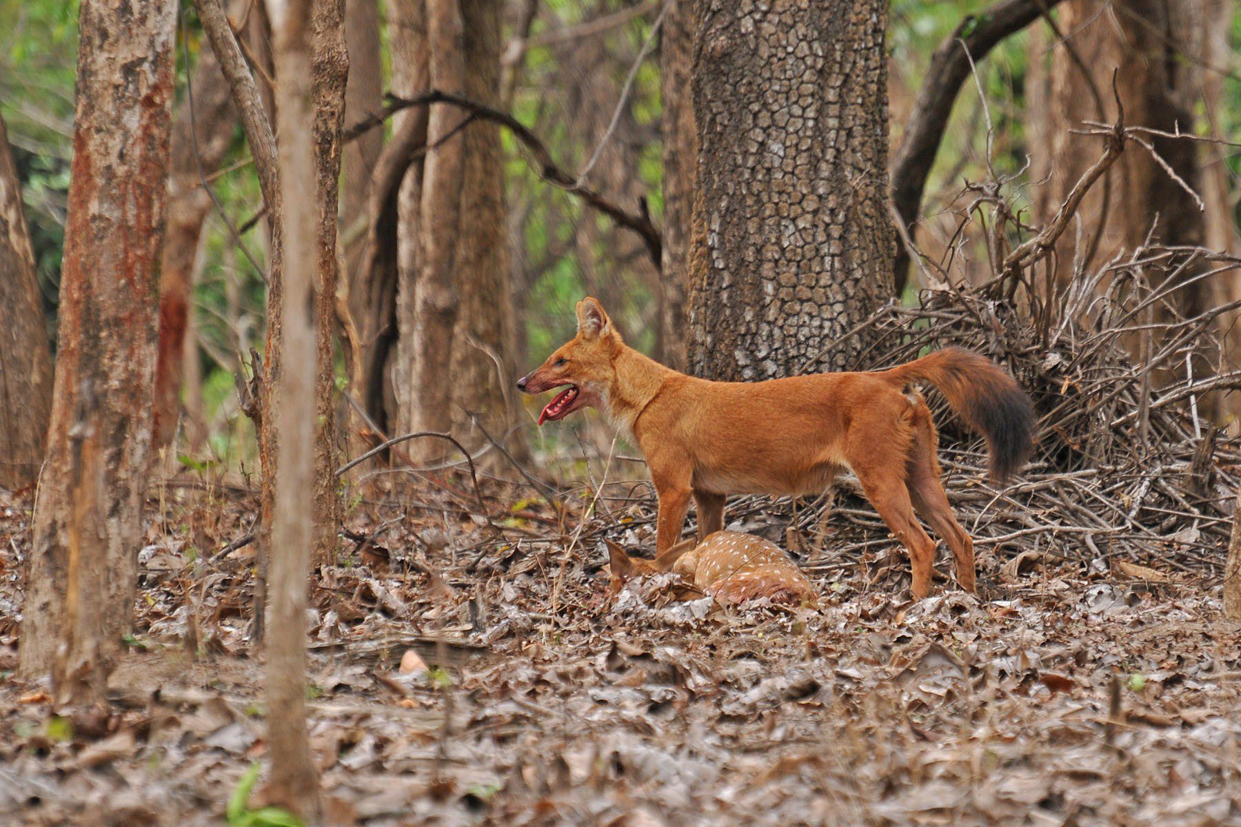 Wild-dogs-in-Central-India