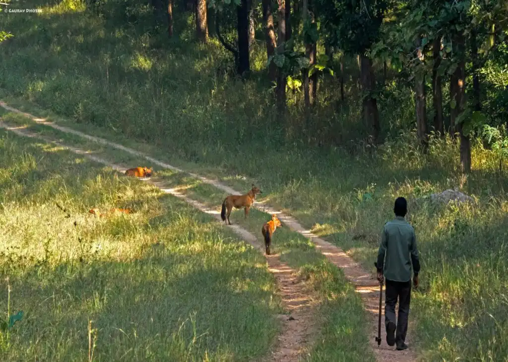 Canids-in-Central-India
