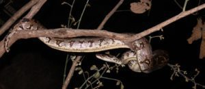indian-rock-python