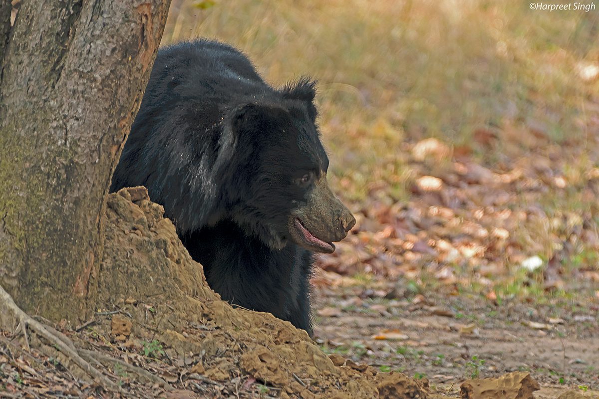 Sloth bear Diet