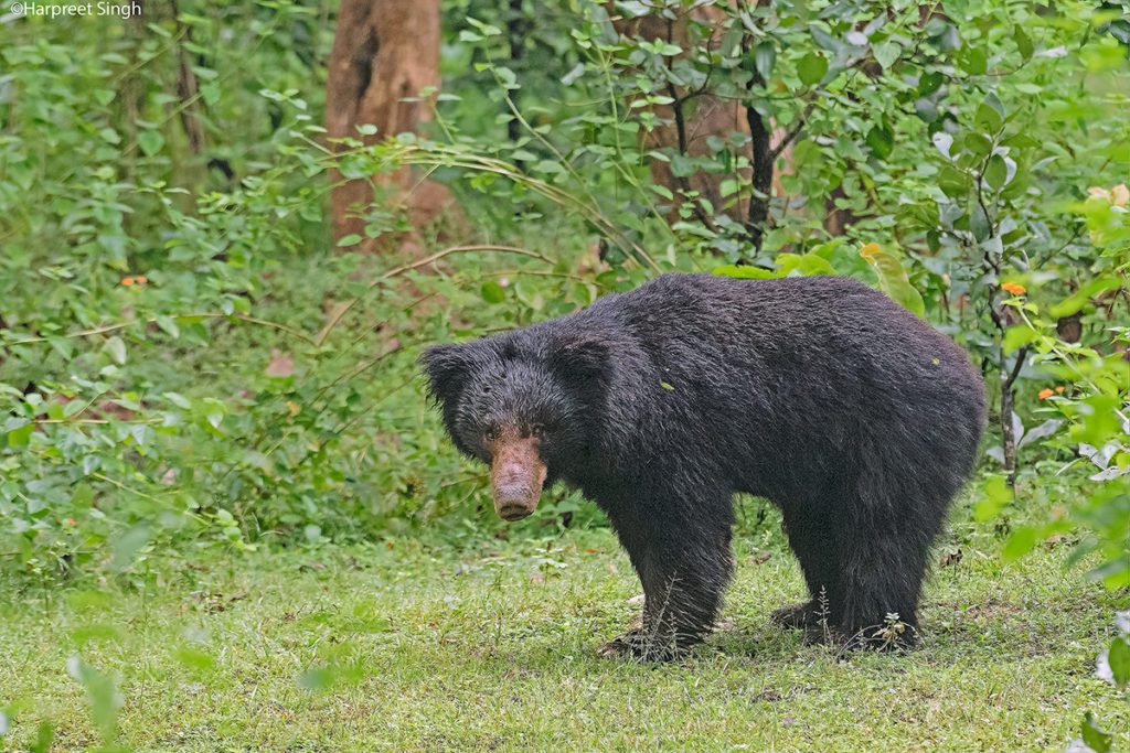 Sloth-Bear