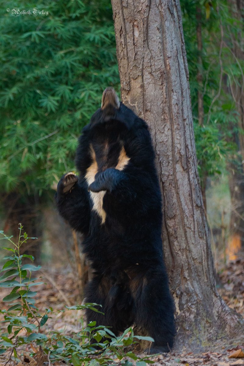 Sloth Bear Characteristics