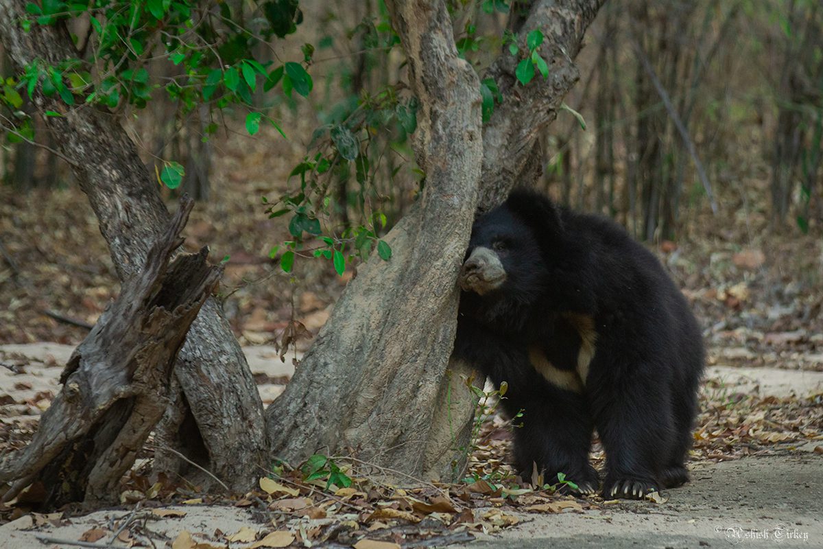 Places to see sloth bears in India