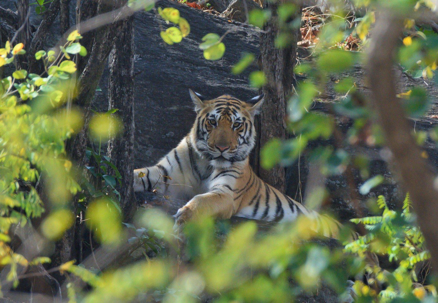 Tiger Safari in Satpura