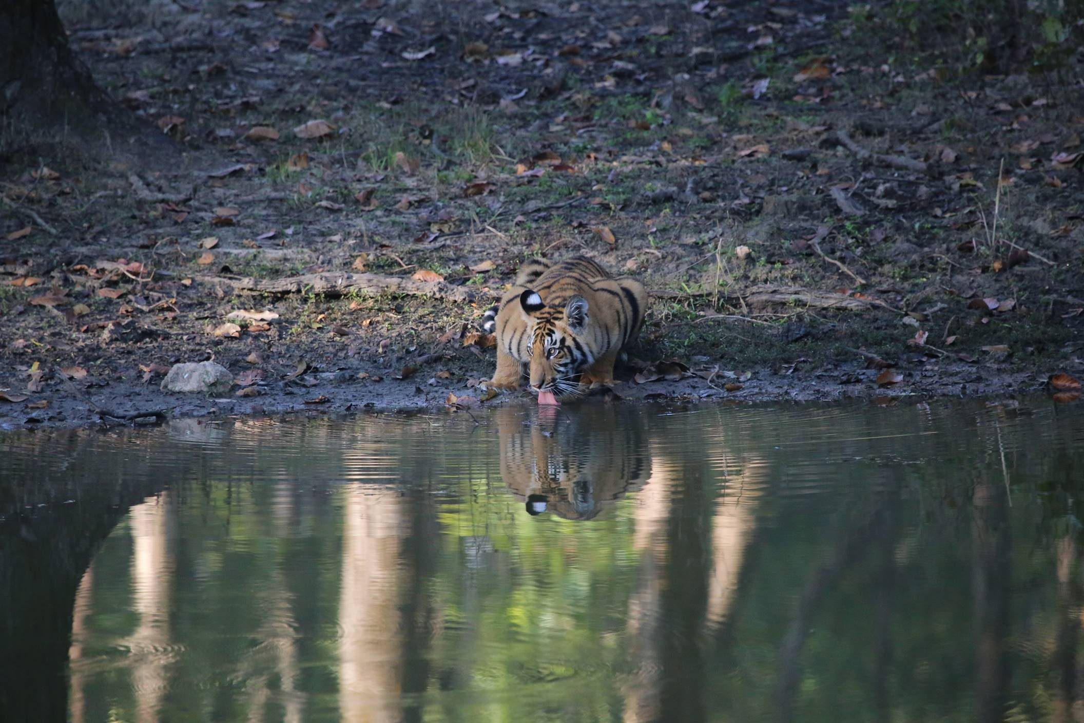 Tiger in Kanha