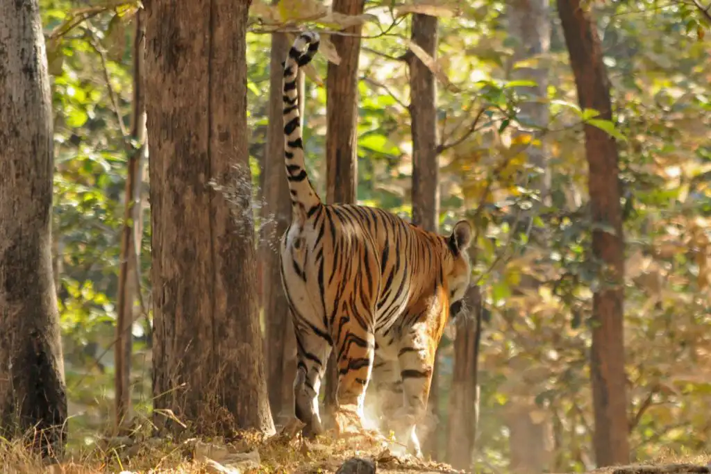 tigers marking territory
