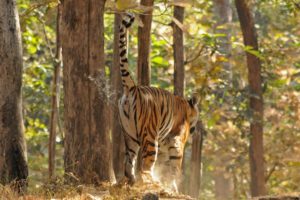 tigers marking territory