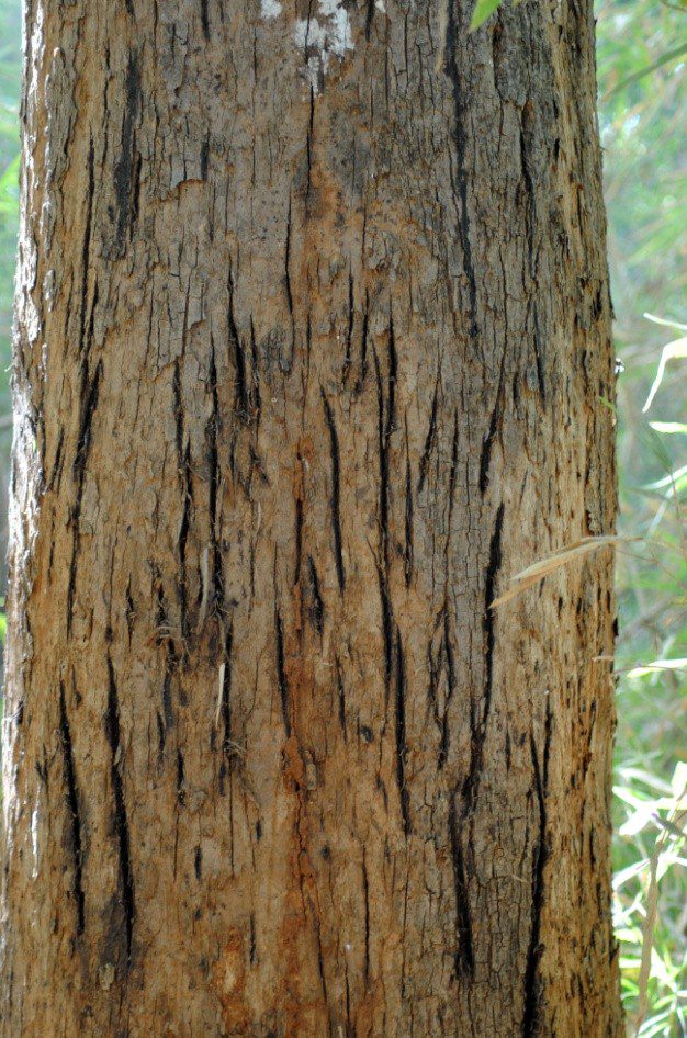 tiger scratches on tree