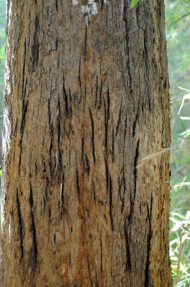 tiger scratches on tree