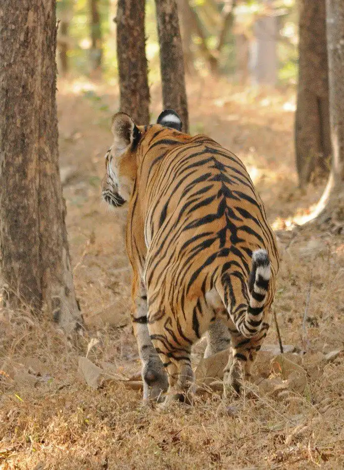 tiger marking territory in jungle