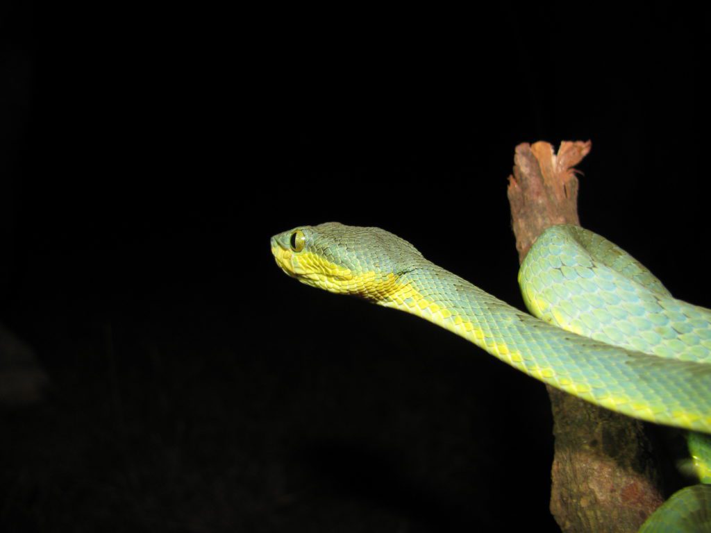 bamboo-pit-viper