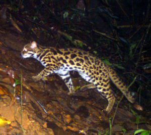 leopard cat in india