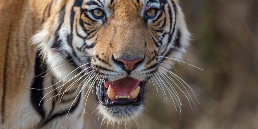 11 Interesting Facts About Tigers | Facts About Tigers
