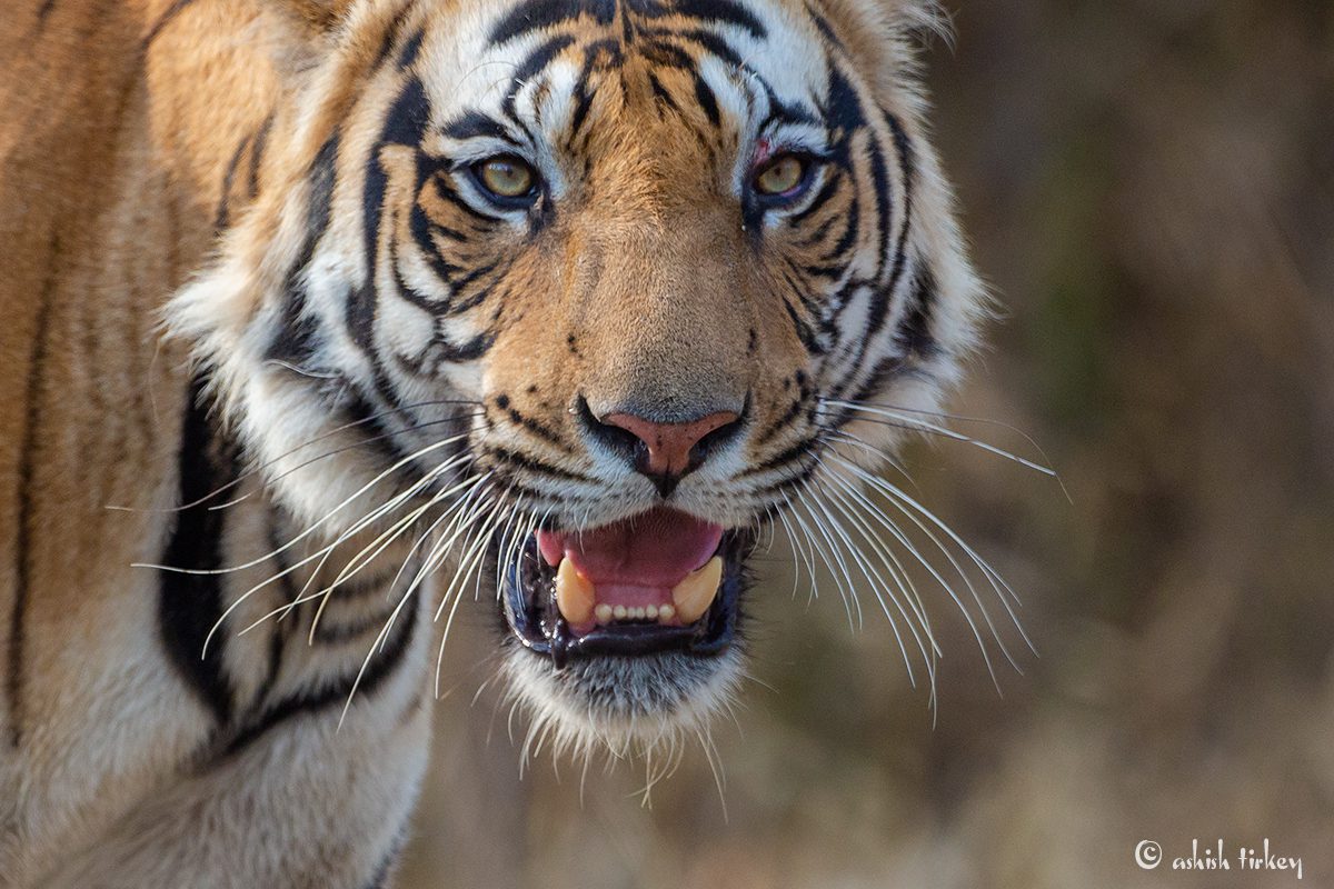 Information and Facts about Tigers and Types of Tigers and Where