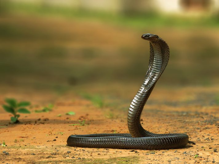 ,Myths about snakes
