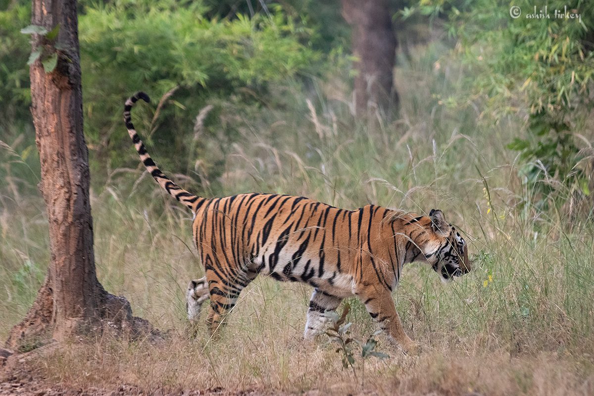 Tiger marking territory