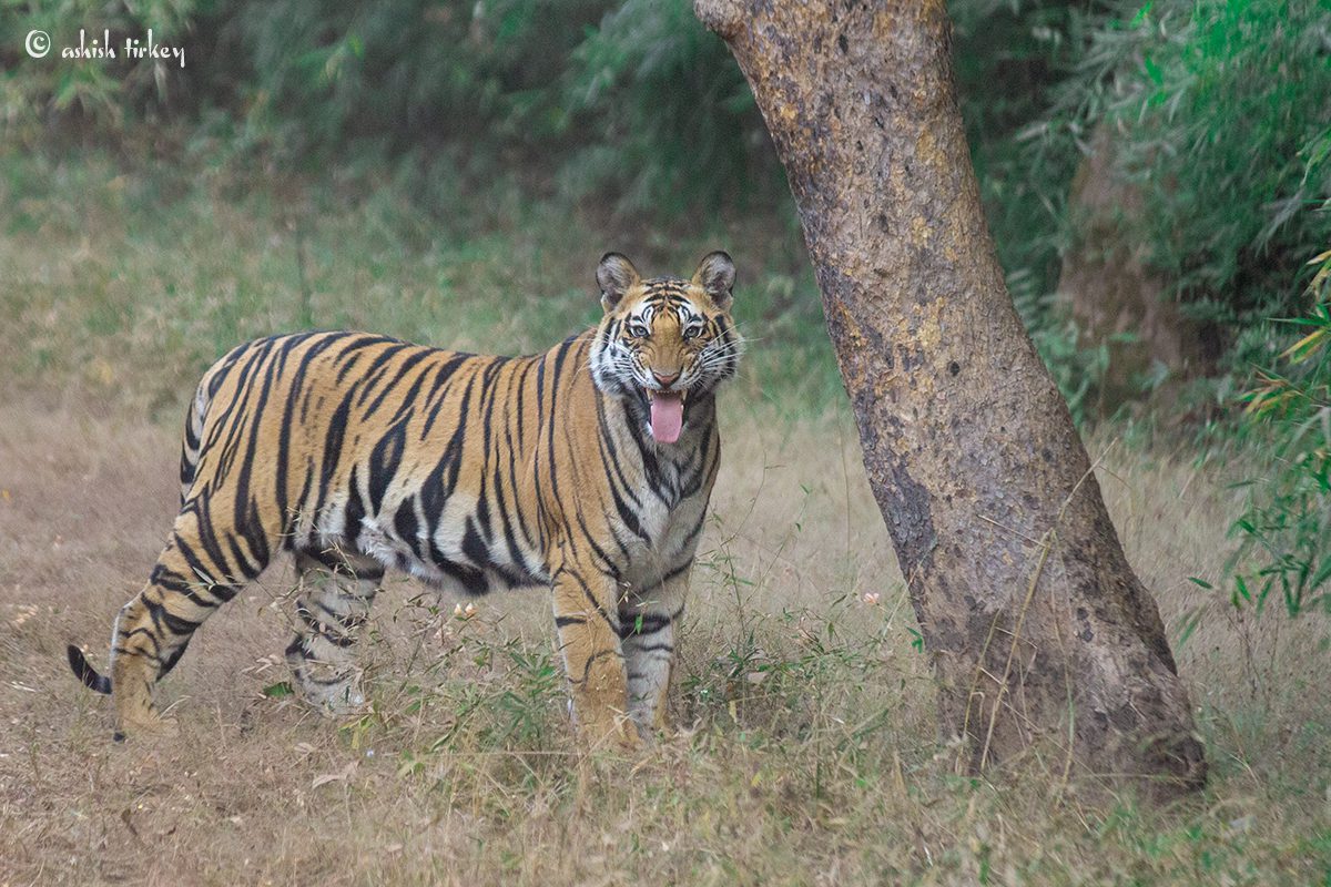 Tiger’s sense of smell