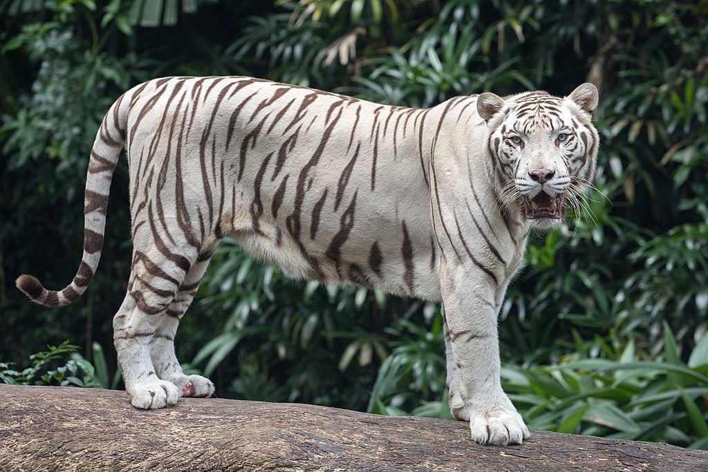White-tigers-in-Bandhavgarh