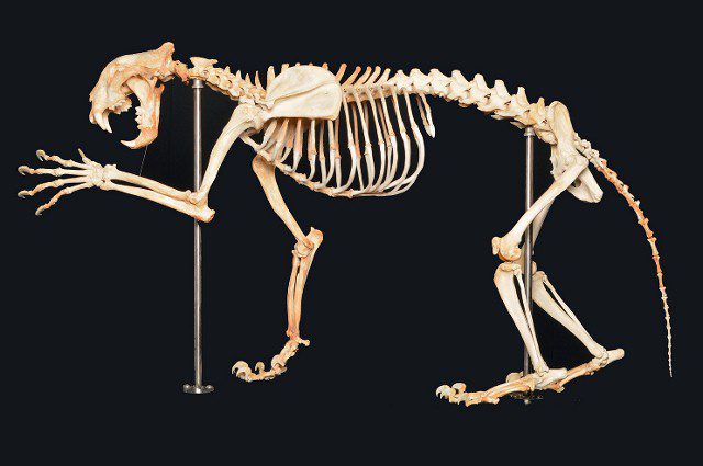 Skeleton-of -Tiger
