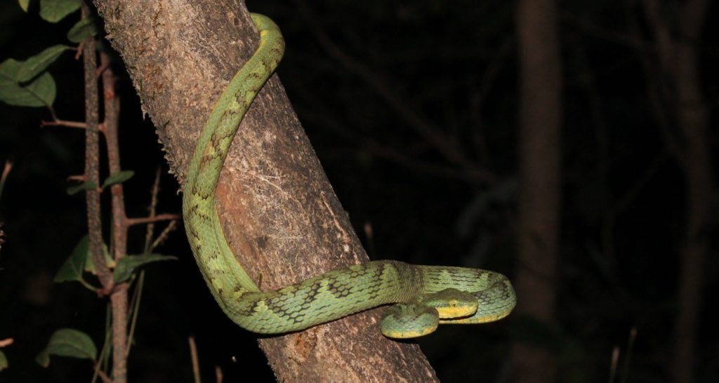 Bamboo Pit Viper