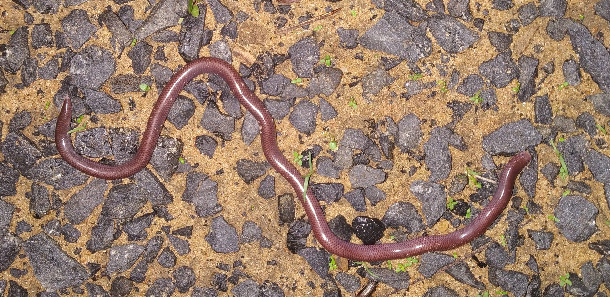 Brahminy-Blind-Snake-found-at Denwa-Backwater-Escape