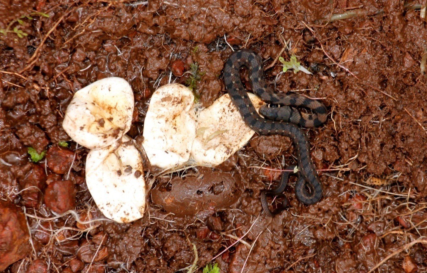 Buff-striped-keelback-hatchling-with egg-cluster