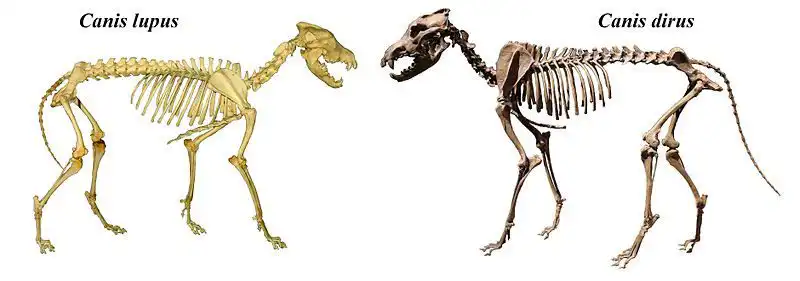evolution-of-wolf