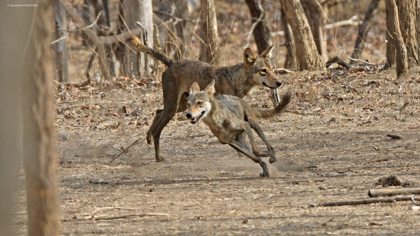 Loup gris indien