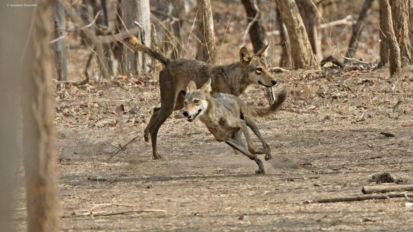 indian grey wolf