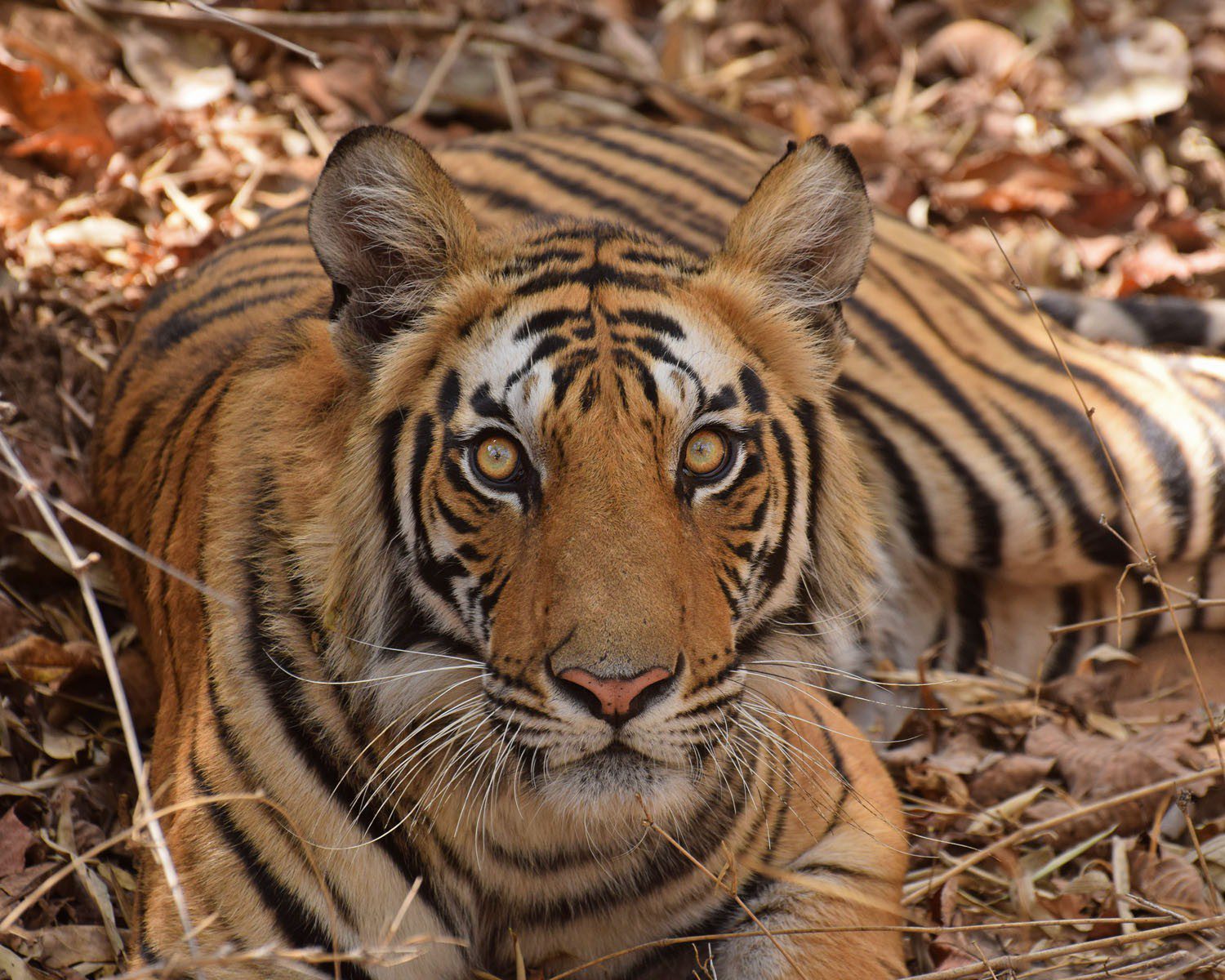 tiger close up picture