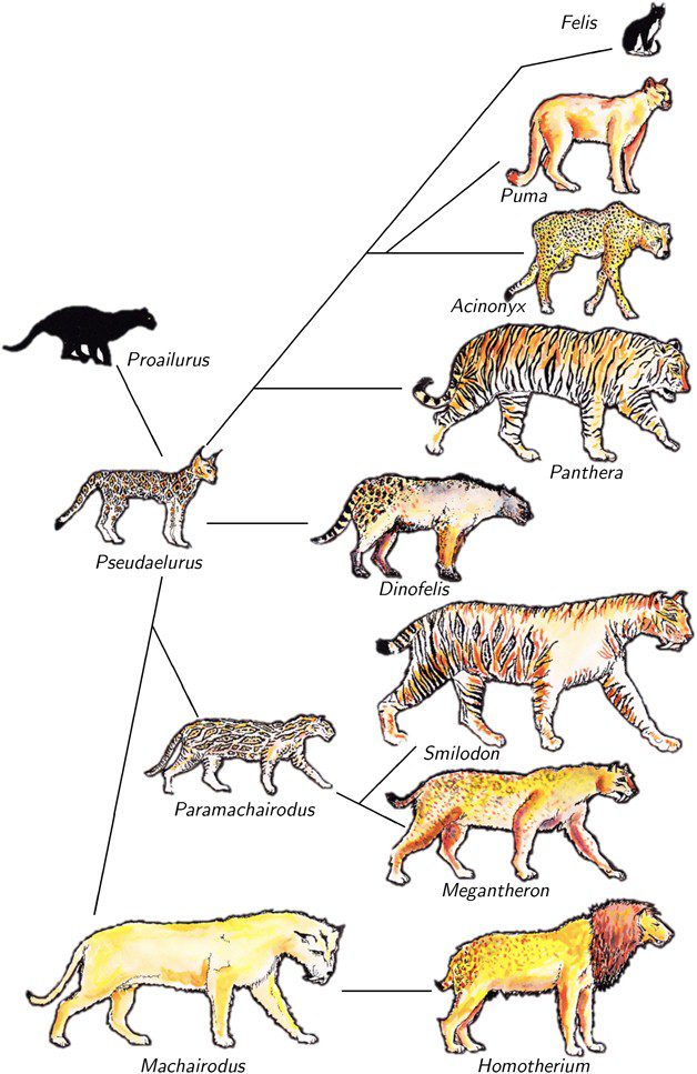 Evolution of Tigers | The Evolution of Tigers