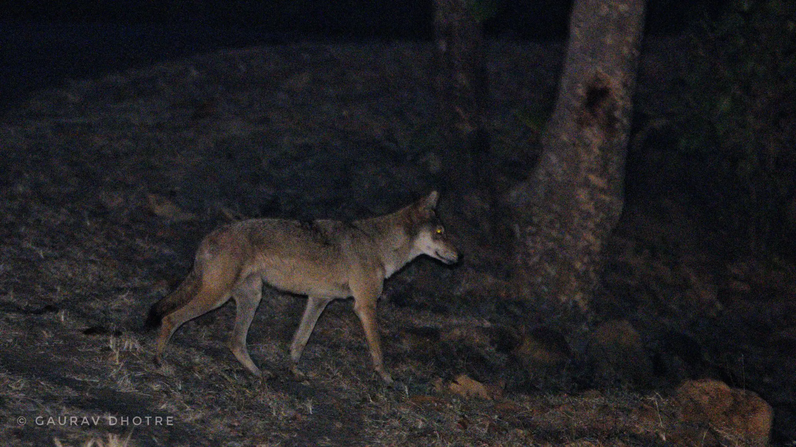 indian-wolf-pench