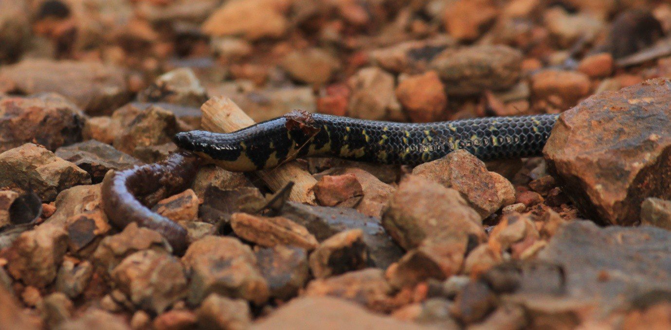 Shield-tailed-snake-eating-an earthworm