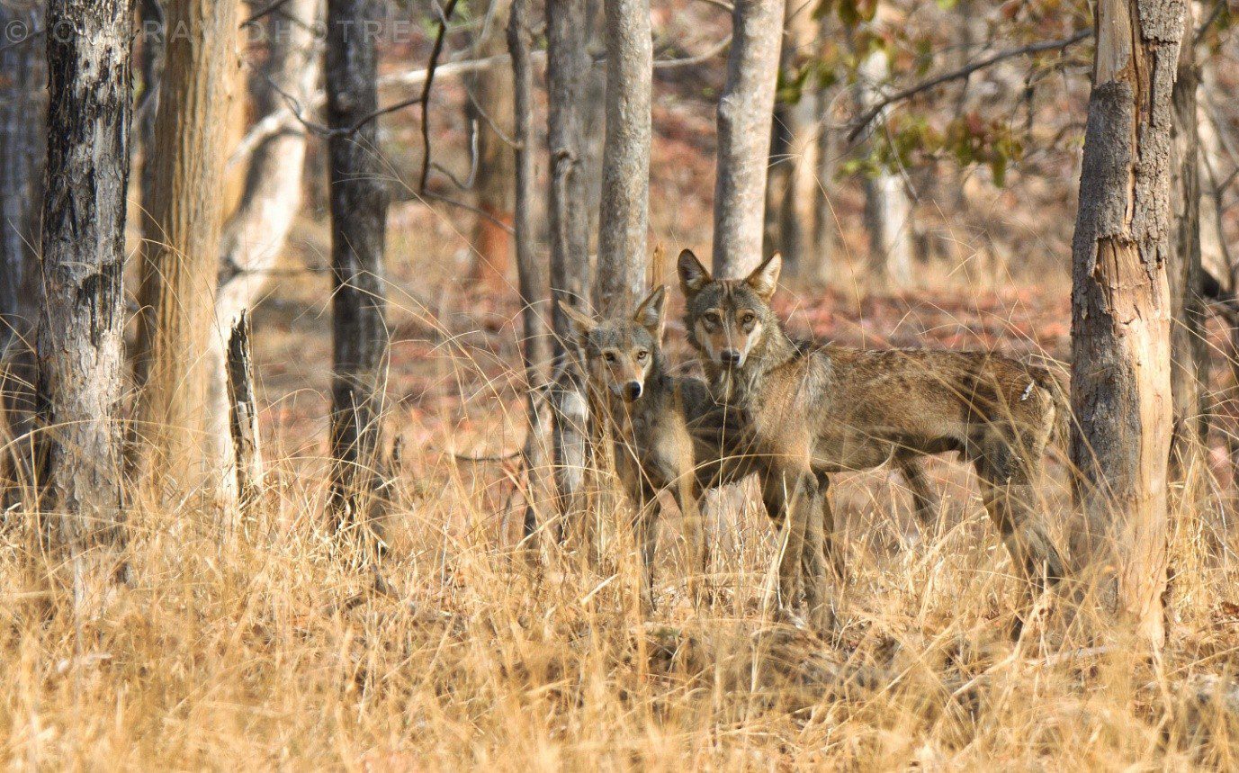 Lobos en la India