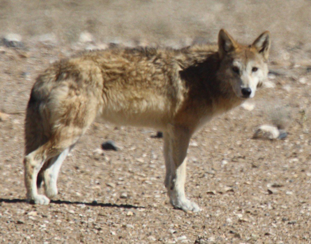 El lobo tibetano 