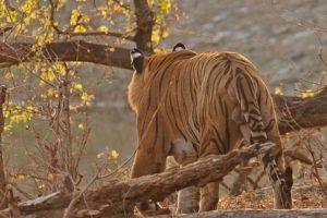 white-spots-on-the-back-of-the-ears