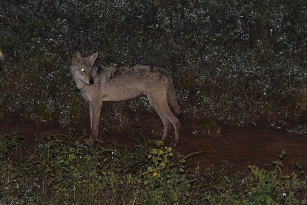 wolves-of-india